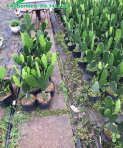 Vườn giống Xương Rồng Tai Thỏ