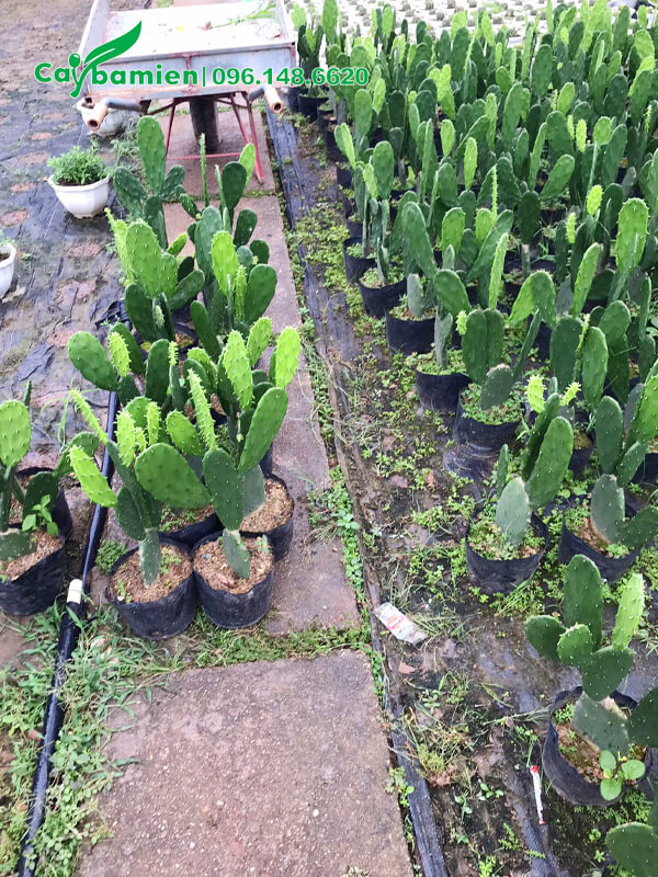 Vườn giống Xương Rồng Tai Thỏ