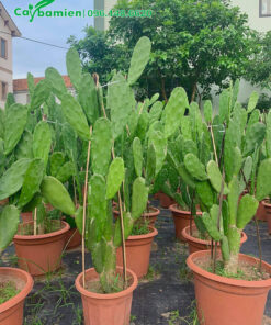 Xương Rồng Tai Thỏ trồng sẵn trong chậu cảnh