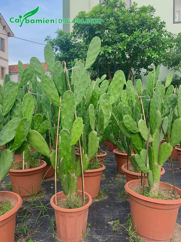 Xương Rồng Tai Thỏ trồng sẵn trong chậu cảnh