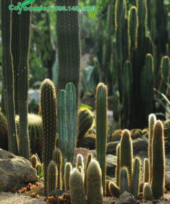 Các loại cây Xương Rồng thân trụ