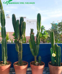 Xương Rồng cảnh, thân có 4 cạnh