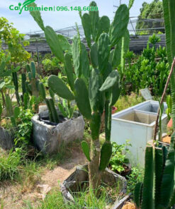 Xương Rồng Tai Thỏ cao 1m