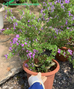 Cây Linh Sam bonsai trồng trong chậu cảnh