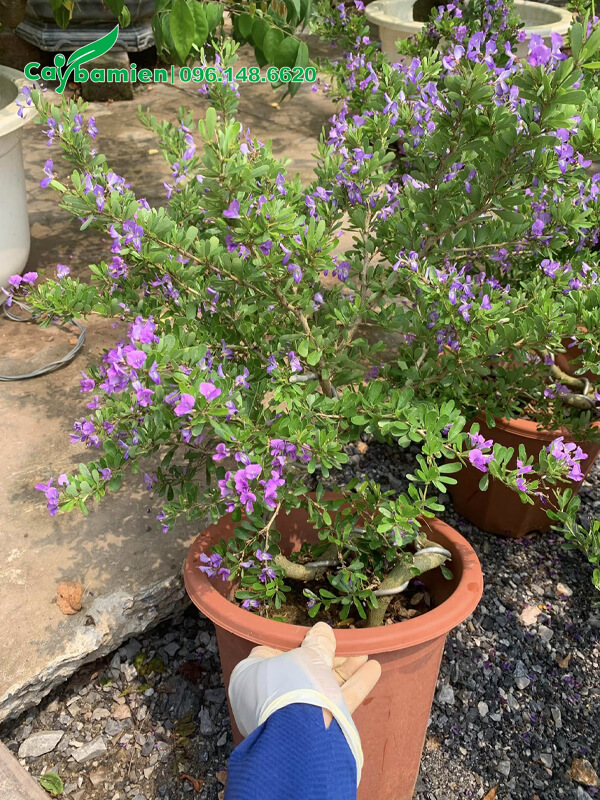 Cây Linh Sam bonsai trồng trong chậu cảnh