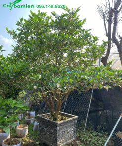 Ngọc Bút Cảnh hoa kéo, thoát thân cao 1m