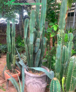 Mua cây Xương Trồng thân cột trồng trong chậu