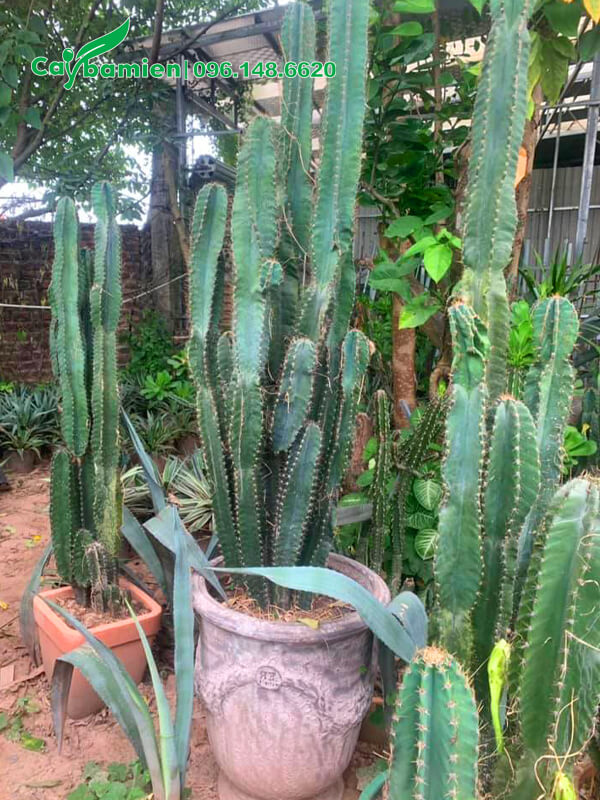 Mua cây Xương Trồng thân cột trồng trong chậu