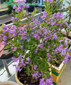 Hai chậu cây Linh Sam trồng ban công