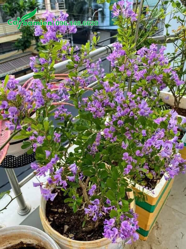 Hai chậu cây Linh Sam trồng ban công