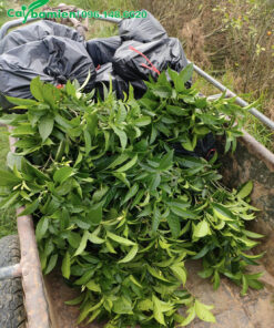 Vận chuyển cây Ngọc Bút công trình cao 1m