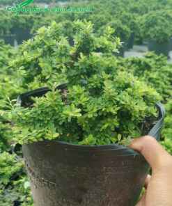 Linh Sam hạt gạo cao 15cm