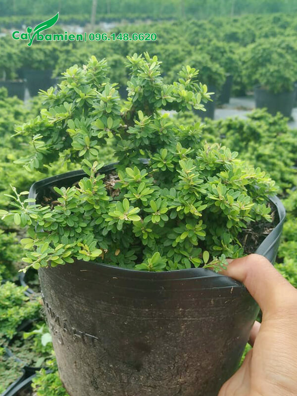 Linh Sam hạt gạo cao 15cm