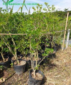 Cây giống Linh Sam công trình