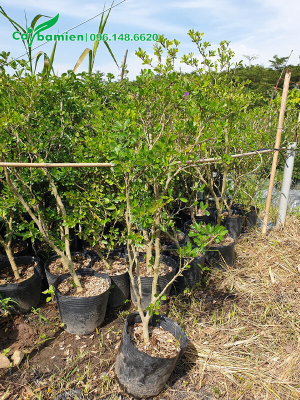 Cây giống Linh Sam công trình