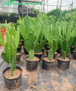 Mua Xương Rồng Tai Thỏ còn nguyên bầu