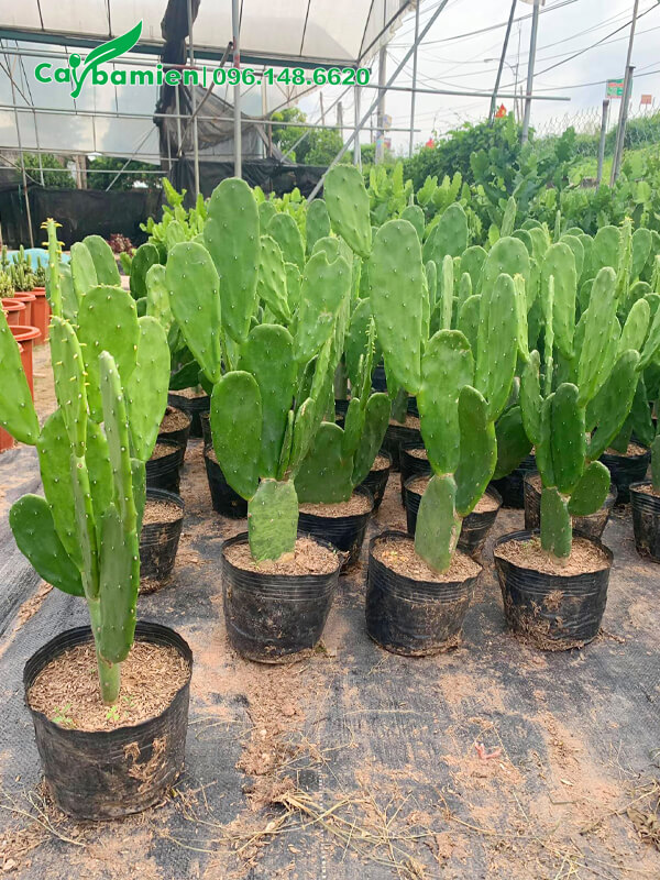 Mua Xương Rồng Tai Thỏ còn nguyên bầu