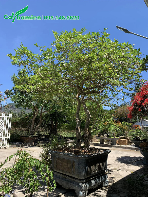 Chậu Ngọc Bút cổ thụ cao 2m