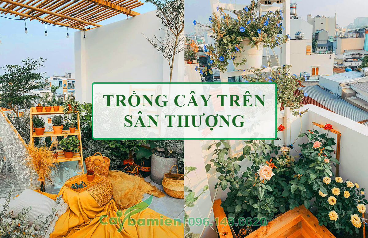 Trồng cây trên sân thượng đẹp, tạo không gian siêu chill