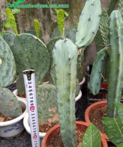 Xương Rồng cột thân nhẵn, phủ phấn trắng