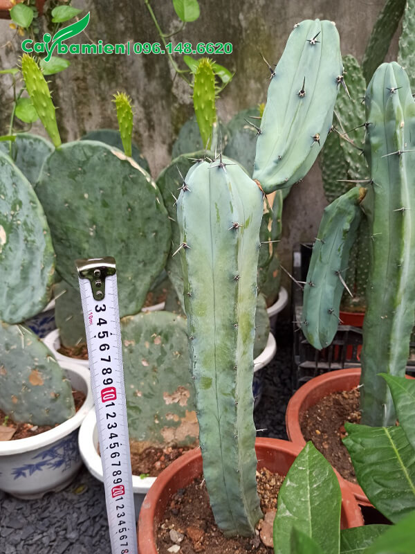 Xương Rồng cột thân nhẵn, phủ phấn trắng