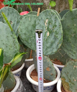 Loại Cây Xương Rồng thân dẹt độc đáo