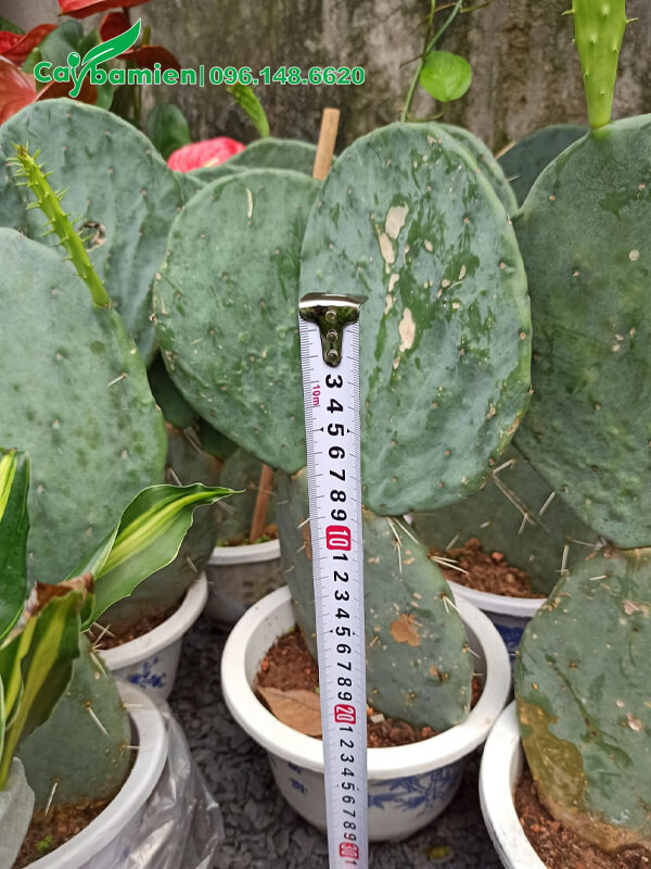 Loại Cây Xương Rồng thân dẹt độc đáo