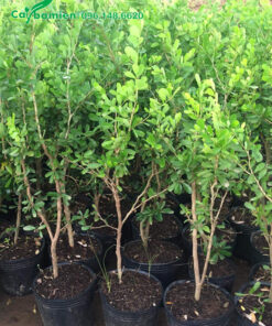 Giâm cành canh Linh Sam