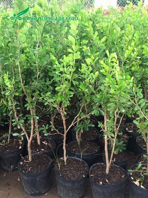 Giâm cành canh Linh Sam