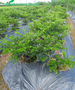 Linh Sam tại vườn trồng, cây trưởng thành đã uốn thân