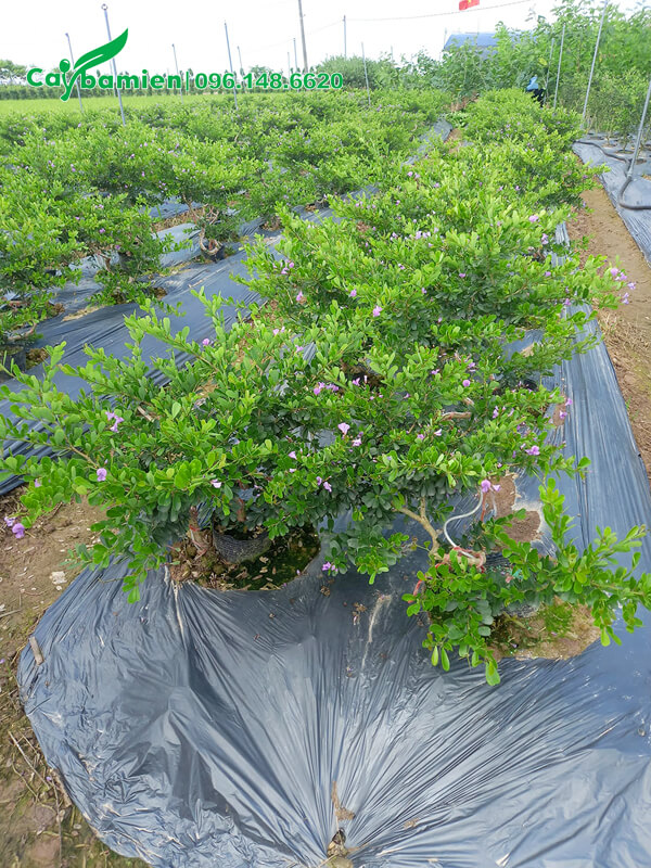 Linh Sam tại vườn trồng, cây trưởng thành đã uốn thân