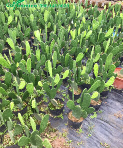 Vườn cây giống số lượng lớn Xương Rồng tai thỏ