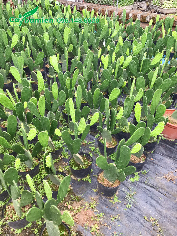 Vườn cây giống số lượng lớn Xương Rồng tai thỏ