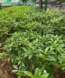 Vườn Ngọc Bút hoa kép, cao 50cm