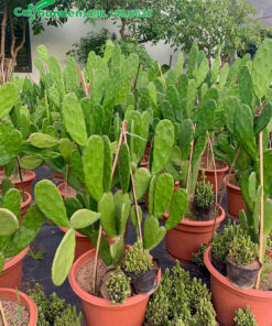 Bán cây hoa Xương Rồng trưởng thành