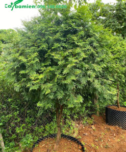 Hình ảnh cây Bách Xanh tán tròn đẹp