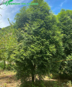 Cây Bách Xanh lâu năm chiều cao gần 4m