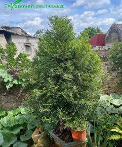 Bách Xanh cảnh chiều cao khoảng 1m5