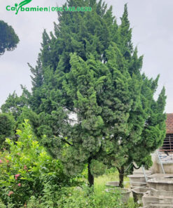 Cây Bách Xanh cảnh trồng lâu năm, cao >3m, đk gốc khoảng 10cm