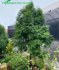 Một cây Bách Xanh dâm ủ kỹ cao >2m