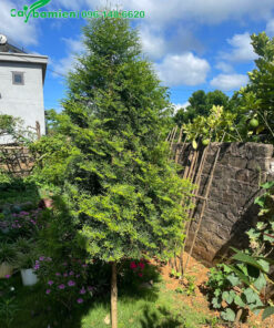 Bách Xanh trồng trong sân vườn biệt thự