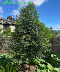 Chậu cây cảnh Bách Xanh đẹp, tán tỉa gọn hình tháp