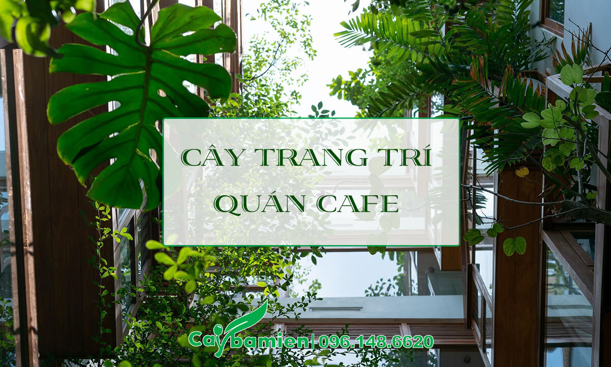 Cây tang trí quán cafe đẹp, hình dáng thú vị, siêu dễ trồng