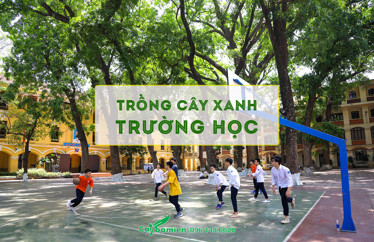 Cây xanh trường học cho bóng mát