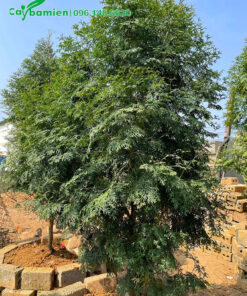 Bách Xanh mới trồng, chiều cao khoảng 2m