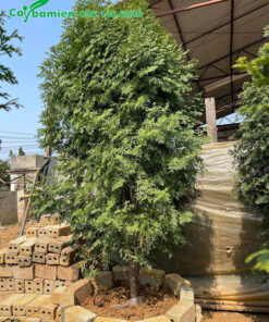 Trồng cây gỗ Bách Xanh trong bồn đất cao để làm cảnh