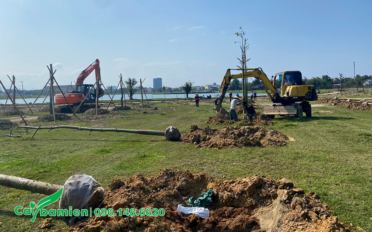 Đào hố trồng cây công trình bằng máy xúc