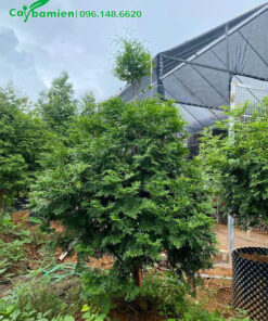 Bách Xanh đang bắt đầu tạo tán đẹp, chiều cao >1m