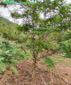 Bồ Kết trưởng thành, đường kính gốc 4 - 5cm