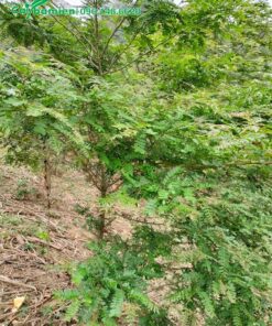 Cây cao hơn 2m, cành lá xum xuê, xanh tốt